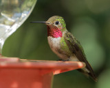 Broad-tailed Hummingbird, male