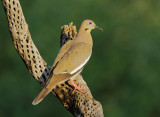 White-winged Dove