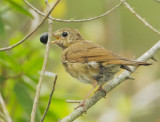 Swainsons Thrush, with coffeeberry