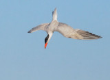 Caspian Tern, diving for fish
