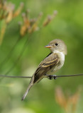 Willow Flycatcher