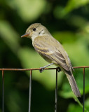 Willow Flycatcher