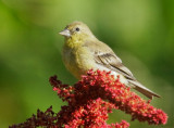 Lesser Goldfinch, female