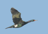 Pelagic Cormorant, breeding plumage