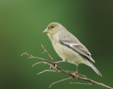 Lesser Goldfinch, female