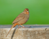 California Towhee