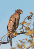 Red-shouldered Hawk, juvenile