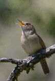 House Wren, singing male