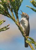 House Wren, singing male