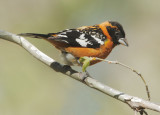 Black-headed Grosbeak, male