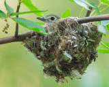 Cassins Vireo, female on nest