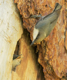 Pygmy Nuthatches, adult feeding nestling