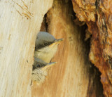 Pygmy Nuthatches, nestlings