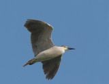 Black-crowned Night-Heron, flying