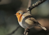 European Robin