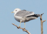 Mew Gull