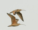 Long-billed Curlews, flying