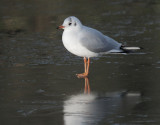 Black-headed Gull