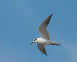 Forsters Tern, basic plumage