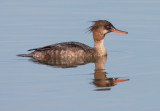 Red-breasted Merganser, female