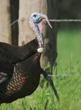 Wild Turkey, male