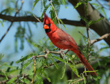 Northern Cardinal, male