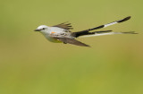 Scissor-tailed Flycatcher, male flying