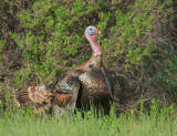 Wild Turkey, male breeding plumage