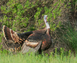 Wild Turkey, male breeding plumage