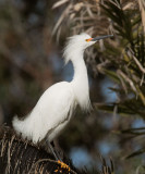 Snowy Egret, breeding plumage