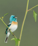 Lazuli Bunting, singing male