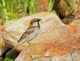 House Sparrow, male
