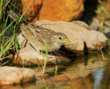 House Sparrow, female