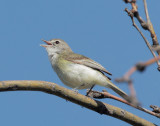 Bells Vireo, singing male