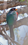 Elegant Trogon, male