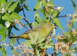 Orange-crowned Warbler