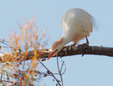 Cattle Egret, gathering nesting material