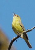 Orange-crowned Warbler, singing male