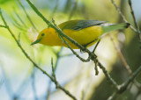 Prothonotary Warbler, male