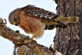 Red-shouldered Hawk, feeding