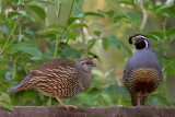 California Quail, pair*