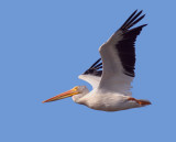 American White Pelican