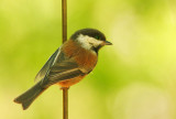 Chestnut-backed Chickadee*