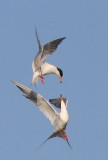Forster's Terns, adults mid-air battle