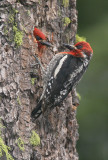 Red-breasted Sapsuckers, pair at nest