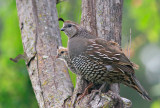 California Quail, female with chick