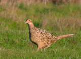 Ring-necked Pheasant, female