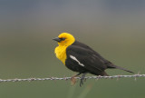 Yellow-headed Blackbird, male