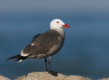 Heermann's Gull, breeding