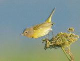 Nashville Warbler